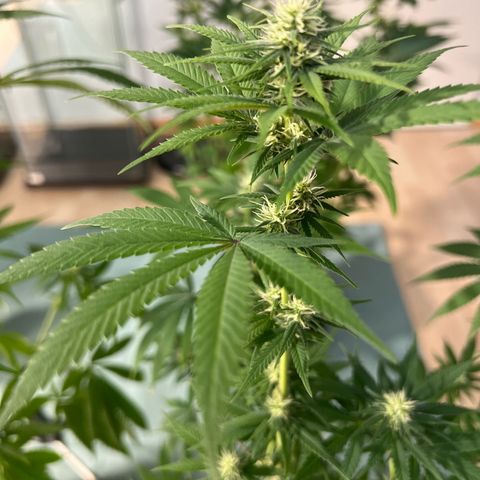 Orange Bud growlog timeline photo