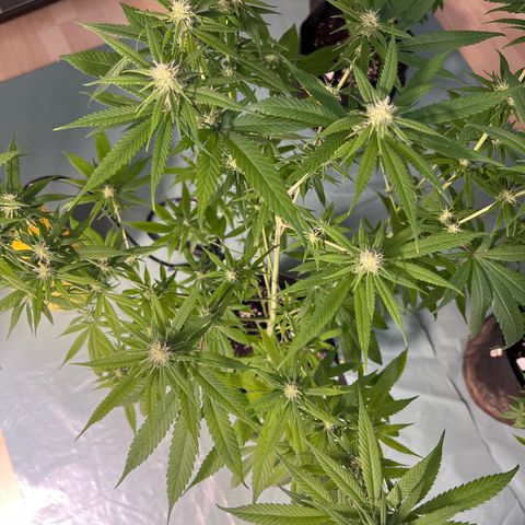 Super Lemone Haze  growlog timeline photo