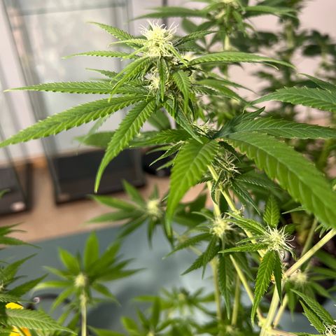 Super Lemone Haze  growlog timeline photo