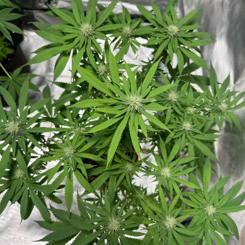 Skunk growlog timeline photo