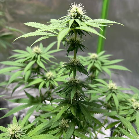 Skunk growlog timeline photo