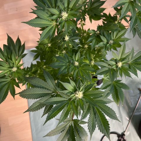 Northern Lights  growlog timeline photo