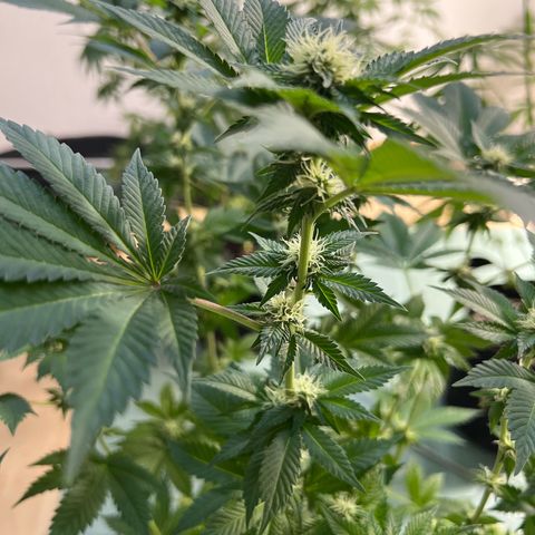 Northern Lights  growlog timeline photo