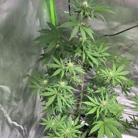 Passion Fruit  growlog timeline photo