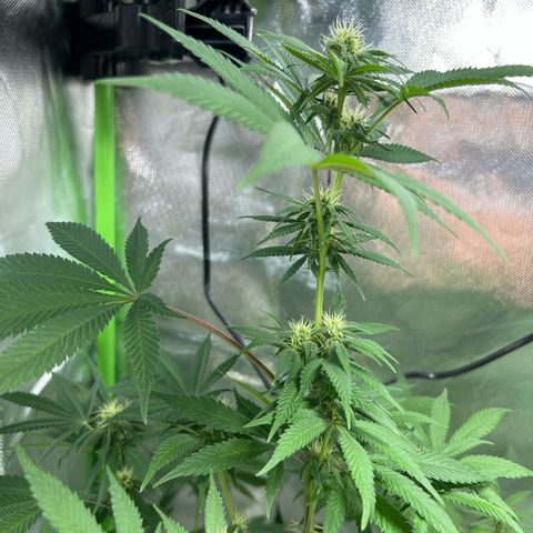 Passion Fruit  growlog timeline photo
