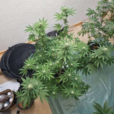 Orange Bud growlog timeline photo