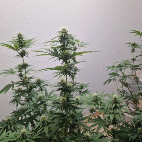 Orange Bud growlog timeline photo