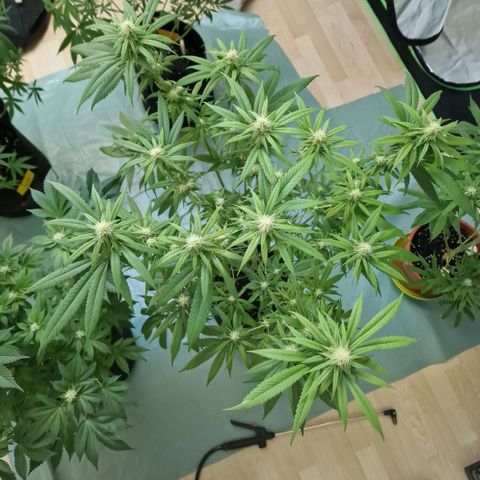Super Lemone Haze  growlog timeline photo