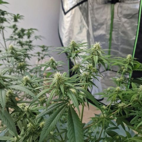 Super Lemone Haze  growlog timeline photo