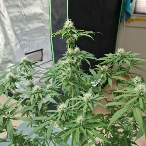 Skunk growlog timeline photo