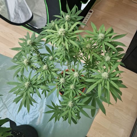 Skunk growlog timeline photo