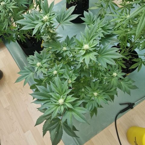 Northern Lights  growlog timeline photo