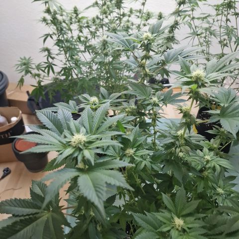 Northern Lights  growlog timeline photo