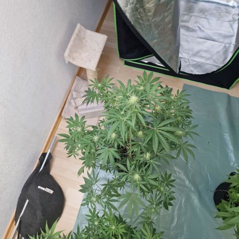 Passion Fruit  growlog timeline photo