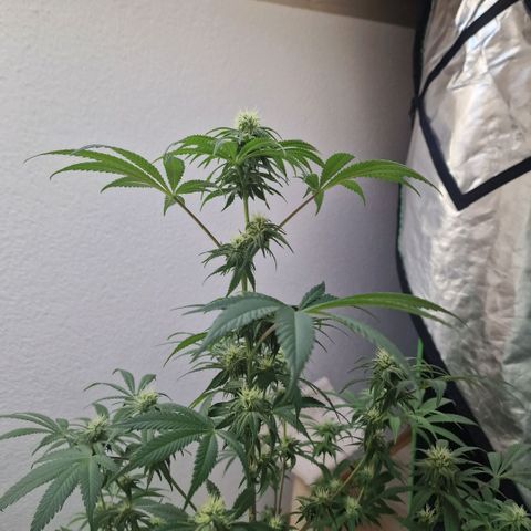 Passion Fruit  growlog timeline photo