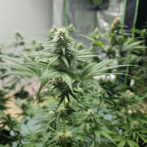 Orange Bud growlog timeline photo