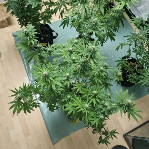 Orange Bud growlog timeline photo