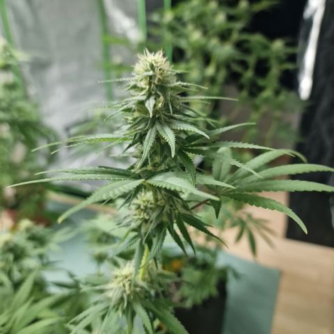 Orange Bud growlog timeline photo
