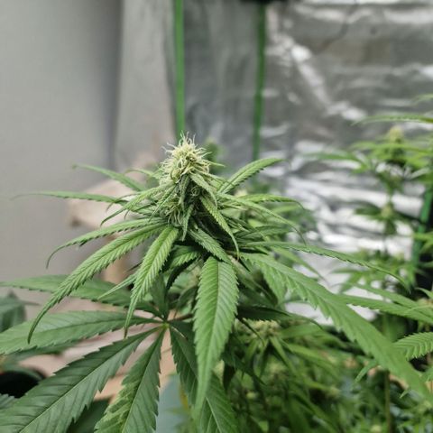 Super Lemone Haze  growlog timeline photo