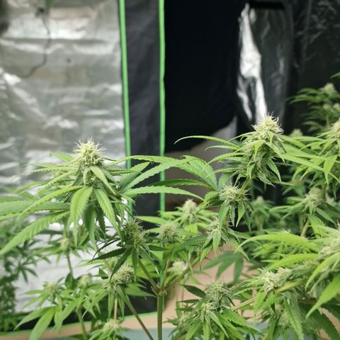 Super Lemone Haze  growlog timeline photo