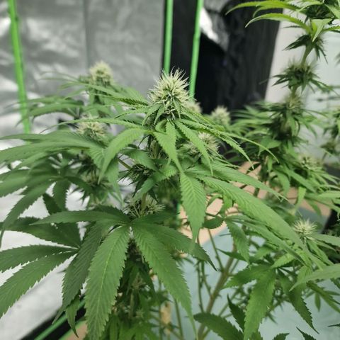 Skunk growlog timeline photo