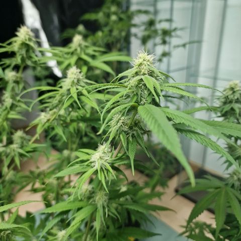 Super Lemone Haze  growlog timeline photo
