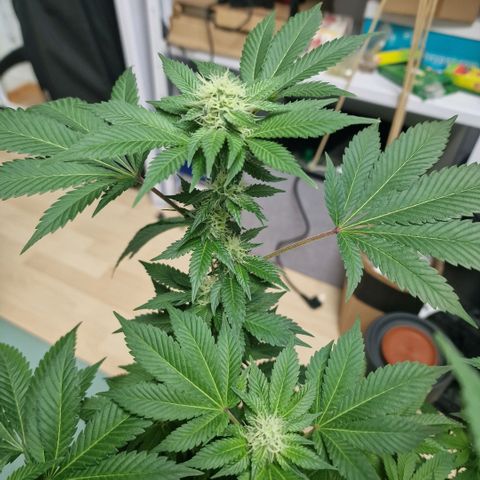 Northern Lights  growlog timeline photo