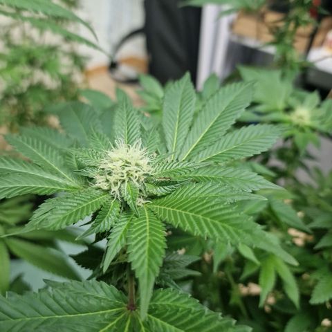 Northern Lights  growlog timeline photo