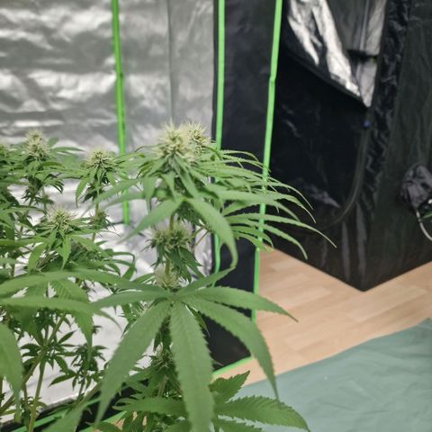 Skunk growlog timeline photo