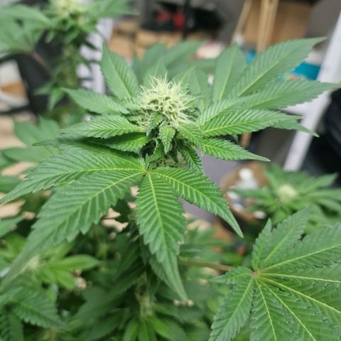 Northern Lights  growlog timeline photo
