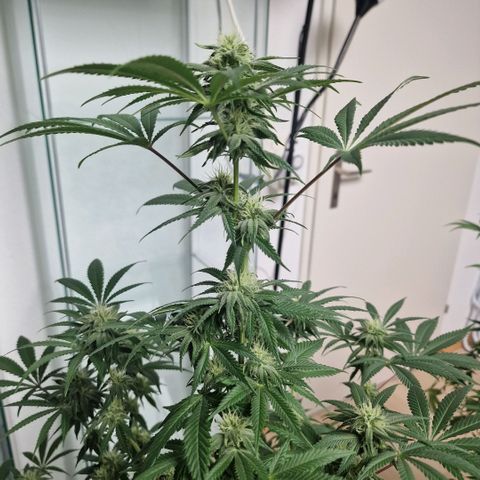 Passion Fruit  growlog timeline photo