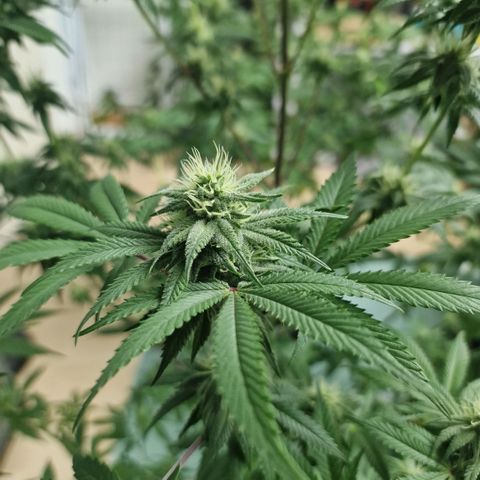 Passion Fruit  growlog timeline photo