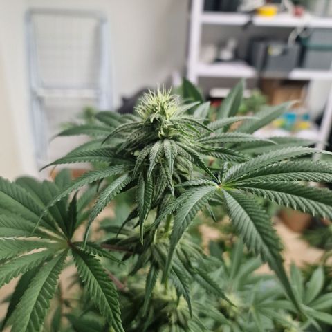 Passion Fruit  growlog timeline photo