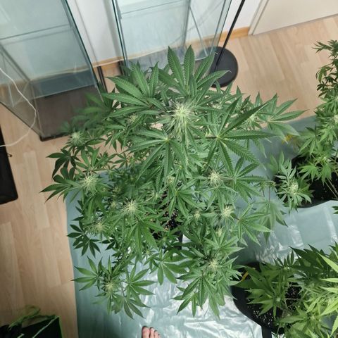 Passion Fruit  growlog timeline photo