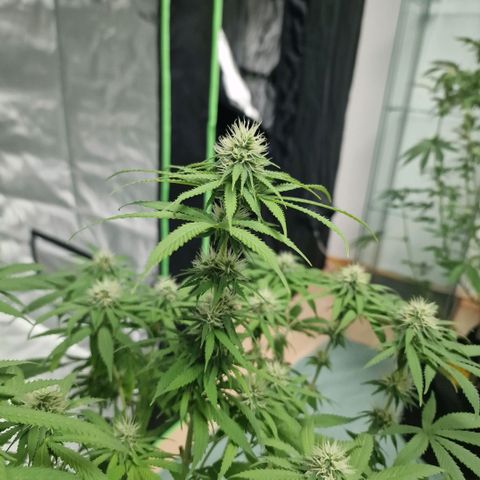 Skunk growlog timeline photo