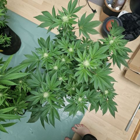 Northern Lights  growlog timeline photo
