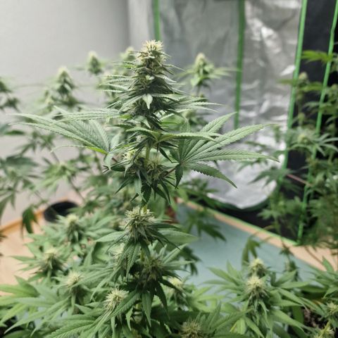 Orange Bud growlog timeline photo