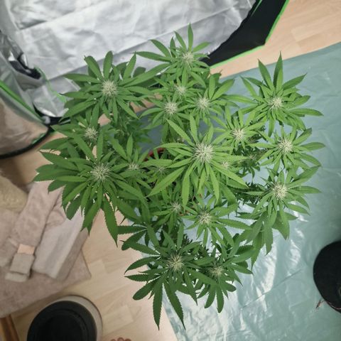 Skunk growlog timeline photo
