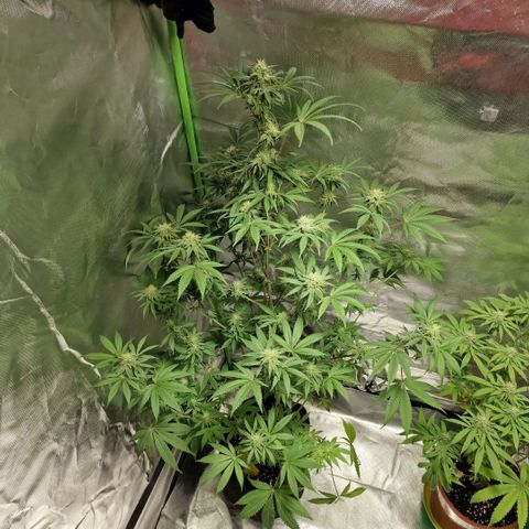 Passion Fruit  growlog timeline photo