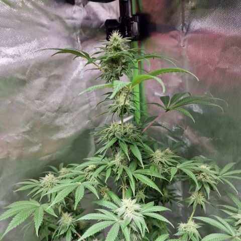 Passion Fruit  growlog timeline photo