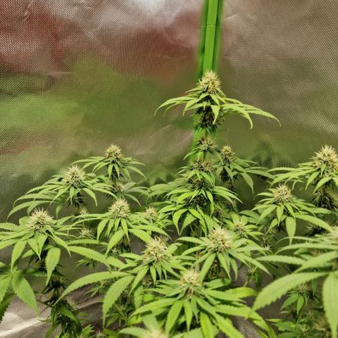 Skunk growlog timeline photo