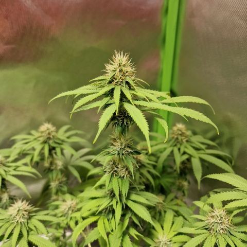 Skunk growlog timeline photo