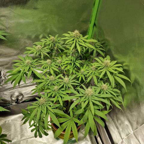 Skunk growlog timeline photo