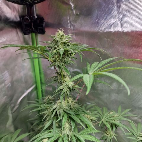 Passion Fruit  growlog timeline photo