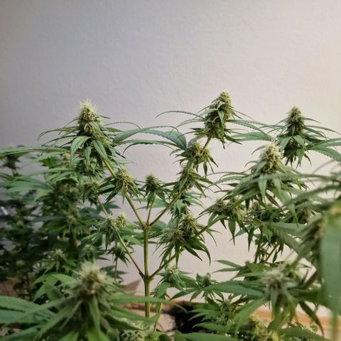 Super Lemone Haze  growlog timeline photo