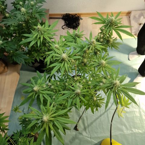 Super Lemone Haze  growlog timeline photo