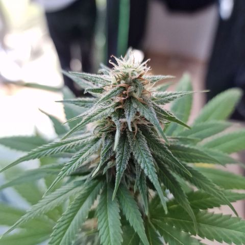 Orange Bud growlog timeline photo