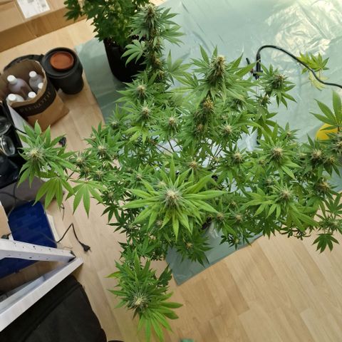Orange Bud growlog timeline photo