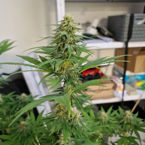 Orange Bud growlog timeline photo