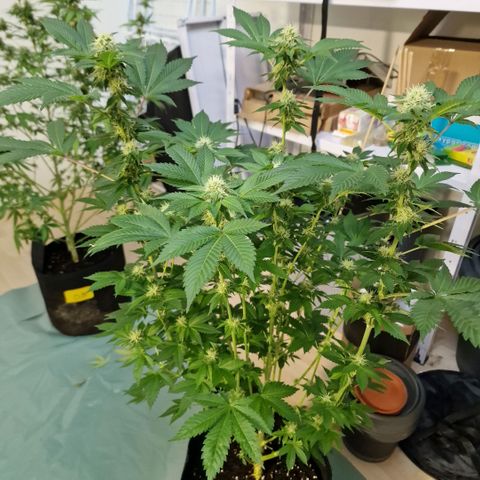 Northern Lights  growlog timeline photo